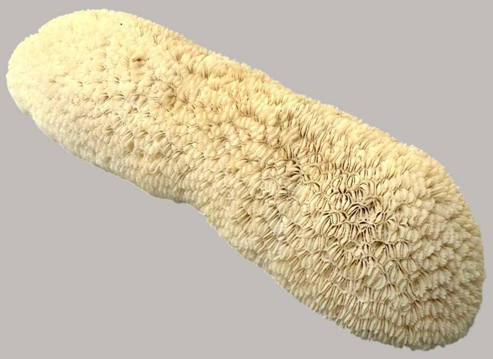 Natural Elongated Coral Skeleton Specimen 7.5" Coastal Natural History Decor
